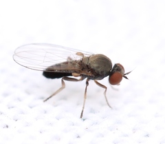 Agathomyia antennata