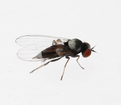 Agathomyia collini