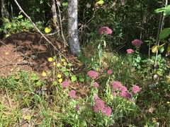 Hylotelephium telephium