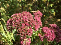 Hylotelephium telephium