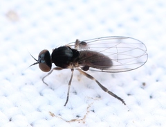 Agathomyia viduella