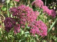 Hylotelephium telephium