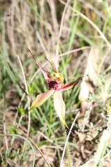 Caladenia macrostylis