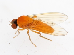 Agathomyia wankowiczii