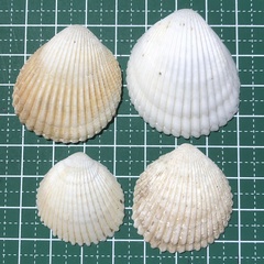 Vasticardium pectiniforme
