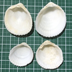 Vasticardium pectiniforme