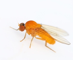 Agathomyia wankowiczii