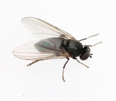 Bolopus furcatus