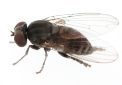 Lindneromyia dorsalis