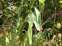 Hylotelephium telephium