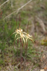 Caladenia xantha