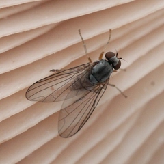 Protoclythia modesta