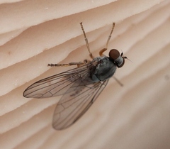 Protoclythia modesta