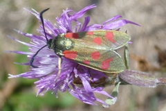 Zygaena centaureae