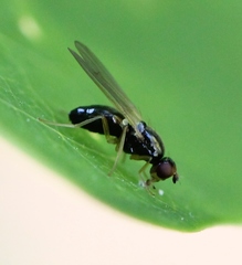 Chamaepsila