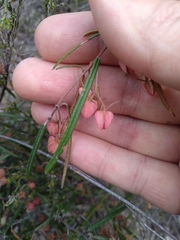 Lasiopetalum rufum