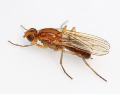 Psila