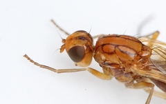 Psila