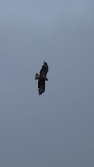 Buteo buteo