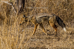 Lupulella adusta adusta