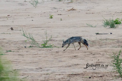Lupulella adusta adusta