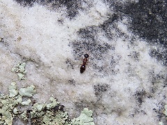 Myrmosa unicolor