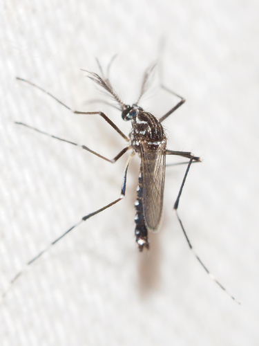 Yellow Fever Mosquito