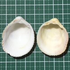 Vasticardium compunctum