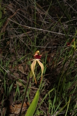 Caladenia longiclavata