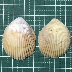 Vasticardium compunctum