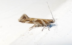 Aristotelia ivae