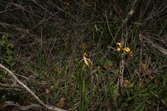 Caladenia longiclavata