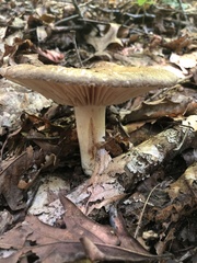 Russula eccentrica