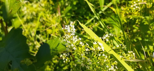 False baby's breath (Galium mollugo)