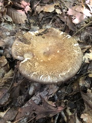 Russula eccentrica