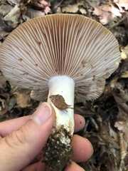 Russula eccentrica