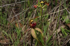 Caladenia longiclavata