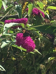 Aglais urticae