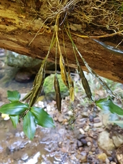 Dendrobium tetragonum
