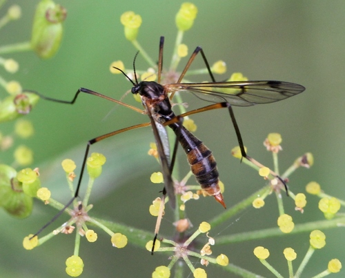 white-legged cranefly, photo 6 of 7