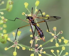 Ptychoptera albimana