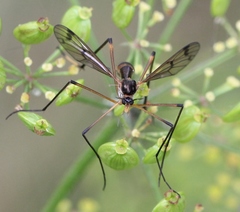 Ptychoptera albimana