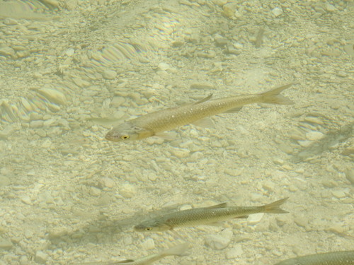 Cavedano Chub, photo 2 of 10