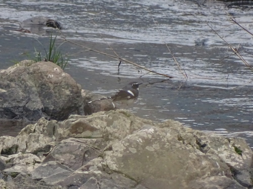 Slaty-backed Forktail