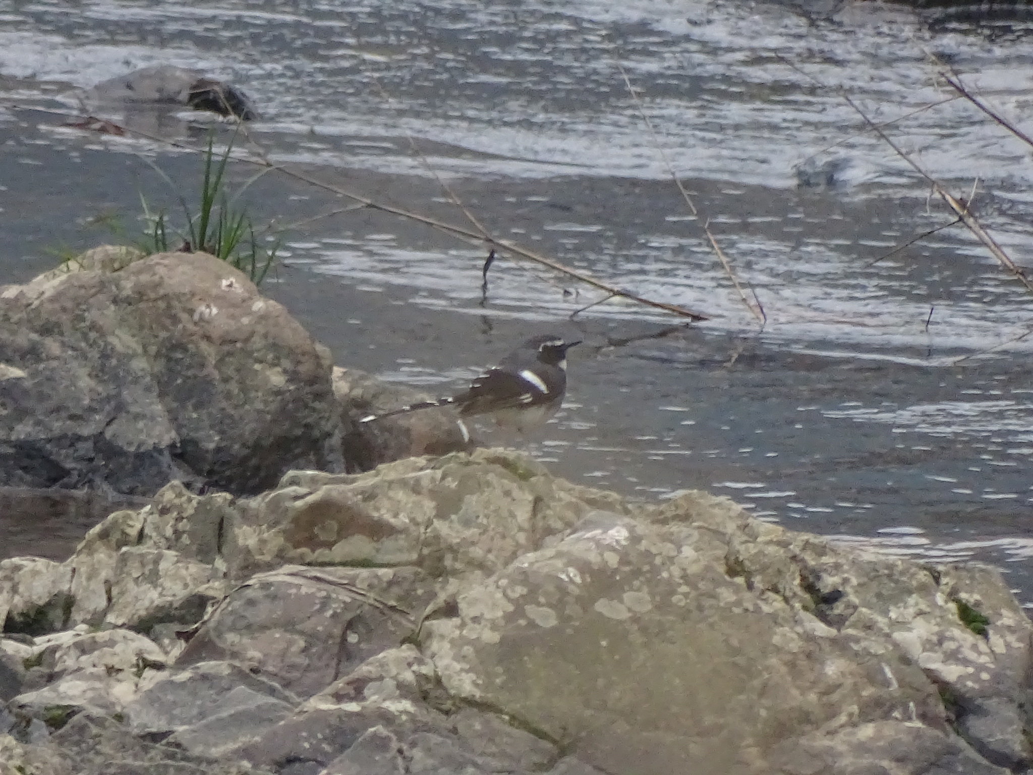 Slaty-backed Forktail