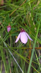 Tetratheca ericifolia
