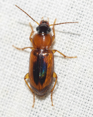 Stenolophus dissimilis