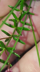 Tetratheca ericifolia