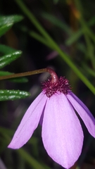 Tetratheca ericifolia