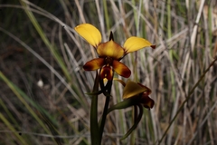 Diuris corymbosa